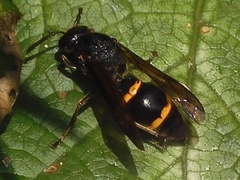 Orancistrocerus drewseni