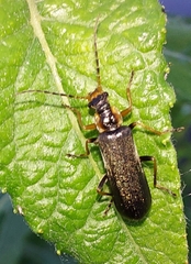 Podabrus alpinus