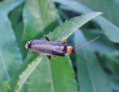 Cantharis pellucida