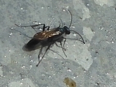 Chalybion japonicum