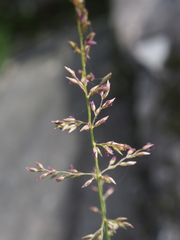 Poa matsumurae