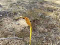Eriochilus collinus sericeus