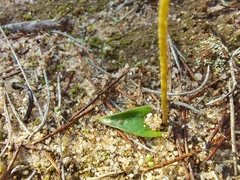 Eriochilus collinus sericeus