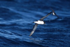 Puffinus gavia