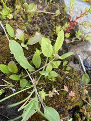 Ranunculus glaberrimus ellipticus