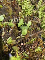 Ranunculus glaberrimus ellipticus