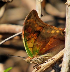Charaxes candiope