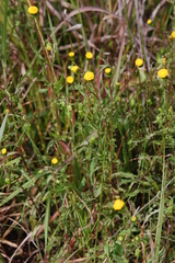 Cotula anthemoides