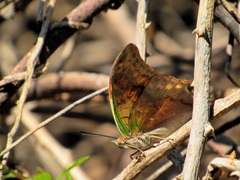 Charaxes candiope
