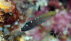 Koumansetta rainfordi