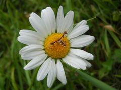 Geina