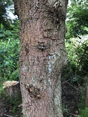 Abies nordmanniana