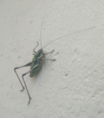 Eupholidoptera schmidti