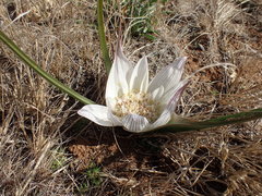 Colchicum melanthoides