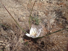 Colchicum melanthoides