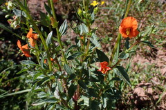 Alonsoa meridionalis