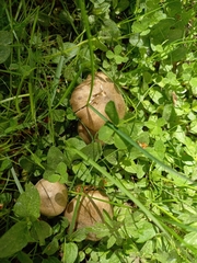 Entoloma