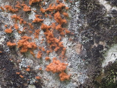 Trentepohlia flava