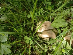 Entoloma