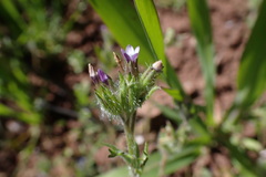 Gilia laciniata