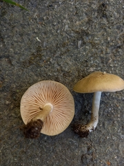 Entoloma
