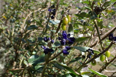Monnina salicifolia