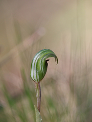 Pterostylis × toveyana