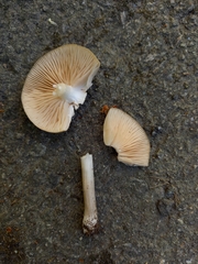 Entoloma