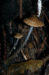 Pseudohydropus parafunebris