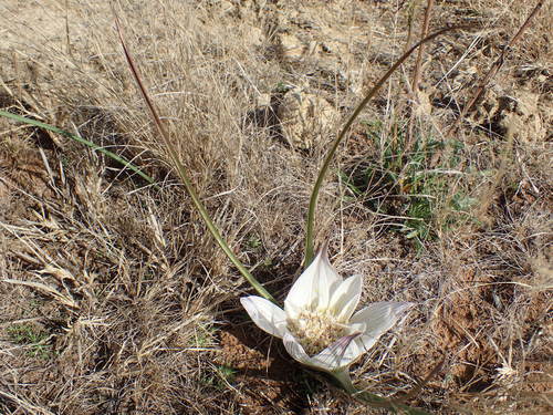 Colchicum melanthioides