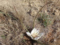 Colchicum melanthoides