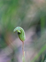 Pterostylis × toveyana