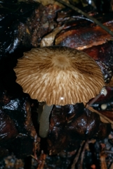 Pseudohydropus parafunebris