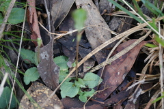 Pterostylis × toveyana