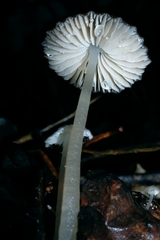 Pseudohydropus parafunebris