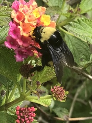 Bombus crotchii