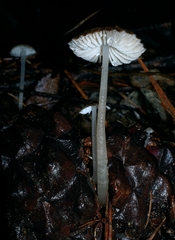 Pseudohydropus parafunebris