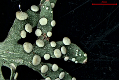 Ramalina ovalis