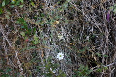 Drymaria stereophylla