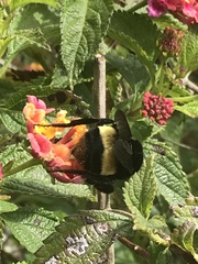 Bombus crotchii