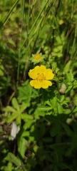 Potentilla reptans