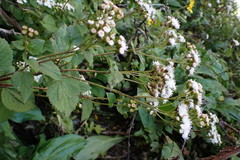 Ageratina glechonophylla