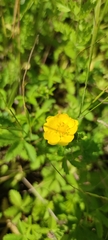 Potentilla reptans