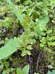 Cronartium comandrae