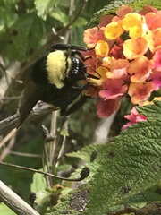 Bombus crotchii