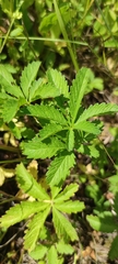 Potentilla reptans