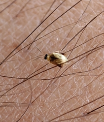 Longitarsus ochroleucus