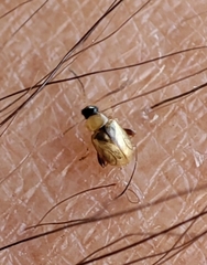 Longitarsus ochroleucus