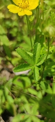 Potentilla reptans