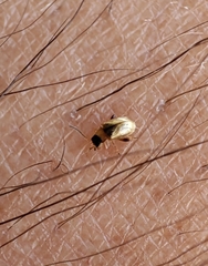 Longitarsus ochroleucus